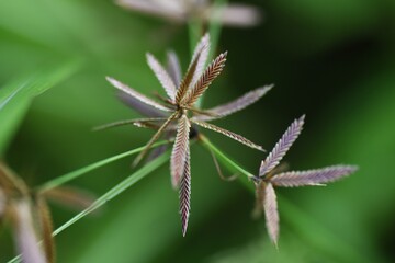 Cyperus flavidus / Cyperaceae annual grass