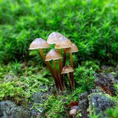 close up of mushrooms in the autumn forest