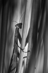 Macro picture of Mantis hidden in the grass 