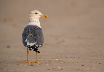 Portrait of a Lesser Black-backed Gull at Busaiteen clast of Bahrain