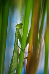 Macro picture of Mantis hidden in the grass 