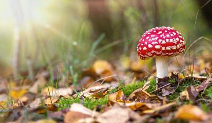 close up of fly mushroom in autumn forest