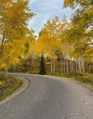 Fototapeta na wymiar A countryside path covered by fall foliage