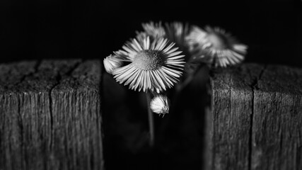 Black and white picture of Daisies 