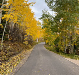 Obraz premium A countryside path covered by fall foliage
