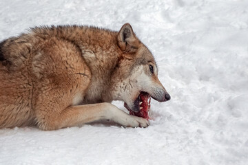adult big wolf lies on the snow and eats piece of meat