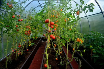 Fototapeta na wymiar Beautiful red ripe tomatoes grown in a greenhouse.