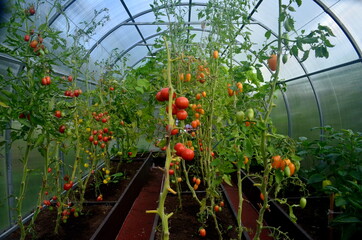 Fototapeta na wymiar Beautiful red ripe tomatoes grown in a greenhouse.