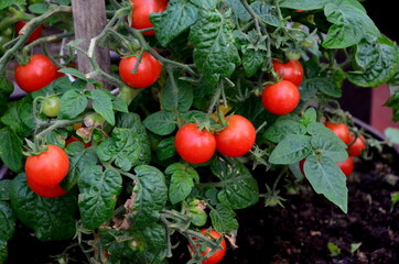 Beautiful red ripe tomatoes grown in a greenhouse.