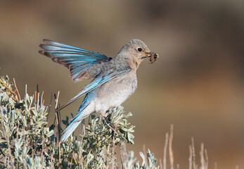 Western bluebirds feeding their young forging for bugs and grubs