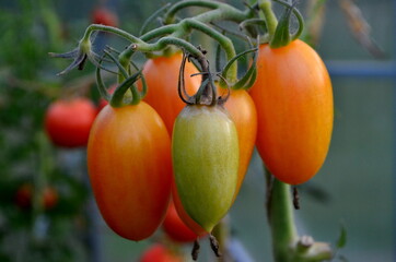 Beautiful red ripe tomatoes grown in a greenhouse.