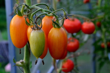 Beautiful red ripe tomatoes grown in a greenhouse.