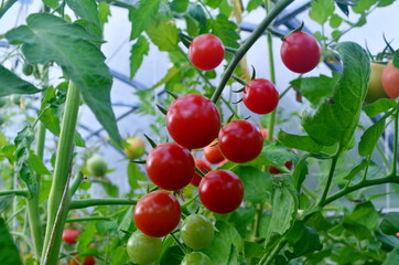 Beautiful red ripe tomatoes grown in a greenhouse.