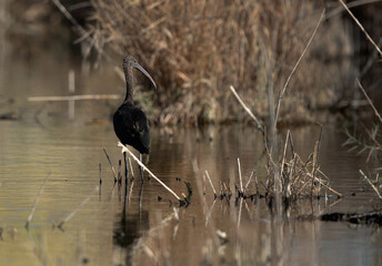 Portrait of a Glossy Ibis at Asker Marsh, Bahrain