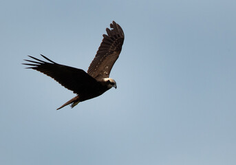 Eurasian Marsh harrier hovering at Asker Marsh, Bahrain