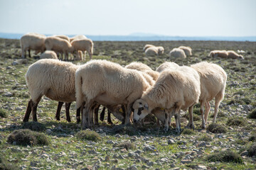 Obraz na płótnie Canvas POVLJANA, PAG ISLAND, CROATIA, 10.10.2020. - Flock of sheep on the island of Pag