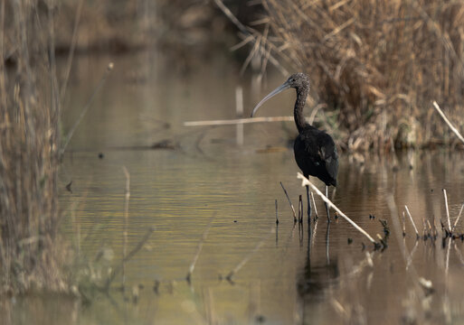 Portrait of a Glossy Ibis at Asker Marsh, Bahrain