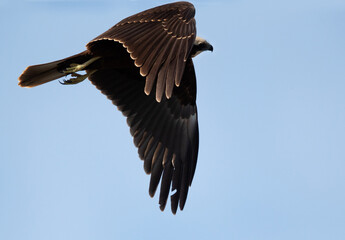 The marsh harriers are birds of prey, a medium-sized raptors