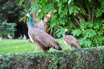 Pavoreales