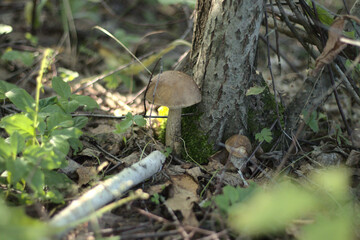 two edible mushrooms birch bolete under the tree