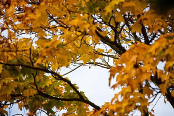 Leaves on the trees in fall