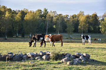 Grazing cattle in a beautiful landscape