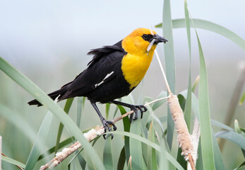 yellow headed black birds feeding their young in the rushes and reeds of their environment