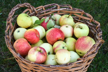 Harvested apples close up