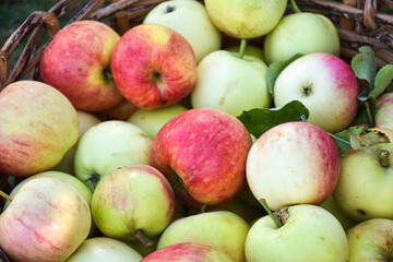 Newly picked apples