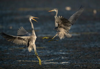 Western reef herons territory fight at Tubli bay in the moring, Bahrain