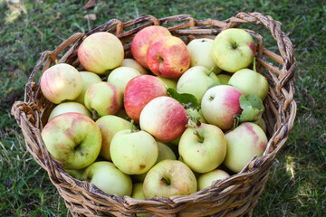 Matured apples in a basket