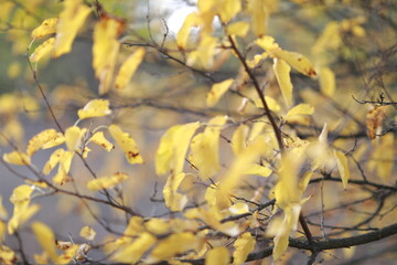 yellow autumn leaves