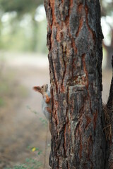 squirrel on tree