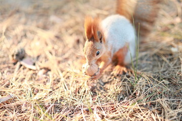 squirrel in the park