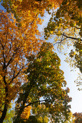 Crowns of trees in an autumn country park in the city of Samara