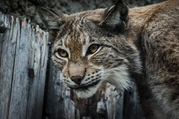 Obraz premium lynx in the snow