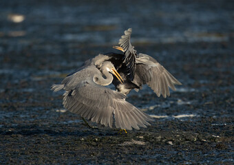 Western reef herons territory fight at Tubli bay in the moring, Bahrain