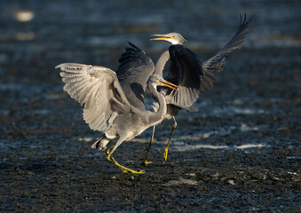 Western reef herons territory fight at Tubli bay in the monring, Bahrain