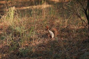 squirrel in the woods