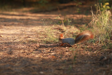 pheasant in the wild