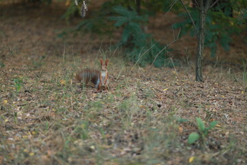squirrel in the woods