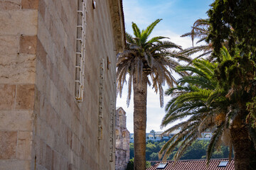 Old city. Palm tree on the street of the old city against the blue sky