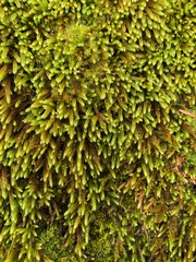 Green coniferous moss texture. Light young fresh twigs.
