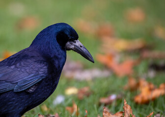 crow on the grass