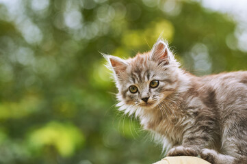 Naklejka na ściany i meble Little grey cute beautiful kitten with big green eyes