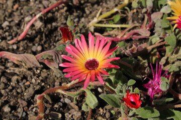 Colorful "Livingstone Daisy" flowers (or Mesembryanthemum, Ice Plant, Garten-Mittagsblume) in St. Gallen, Switzerland. Its Latin name is Dorotheanthus Bellidiformis, native to South Africa.