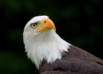 Badl eagle / Weißkopfseeadler
