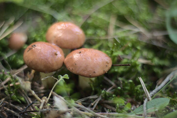 close up of edible mushrooms suillus