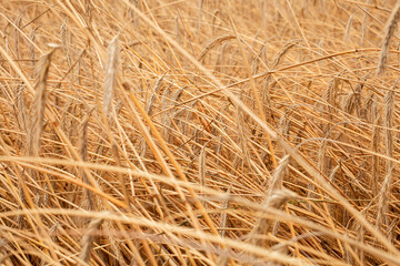 field macro spikelets close-up background