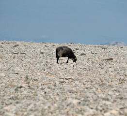 POVLJANA, PAG ISLAND, CROATIA, 10.10.2020. - Black sheep grazing in rocky landscape. Karst landscape.